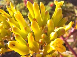 Kalanchoe sexangularis buds